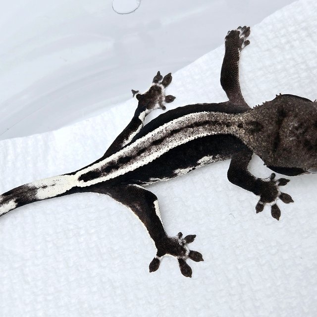 슈퍼스트라이프 풀핀 아잔틱