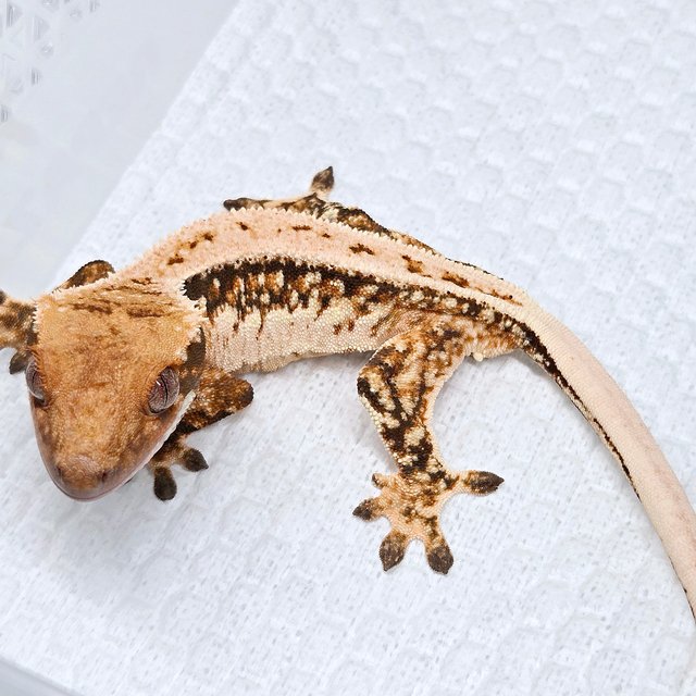 100% Het Axanthic