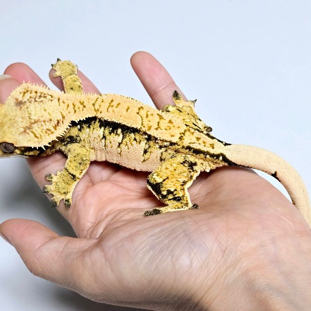 트라이