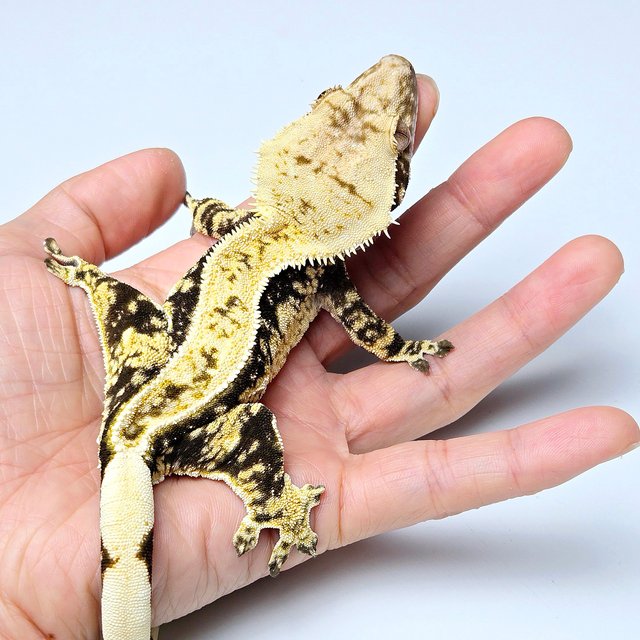 100% Het Axanthic