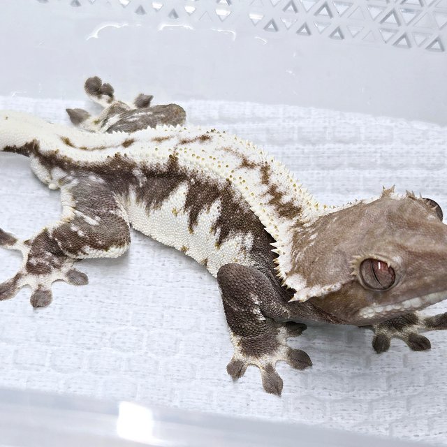 Axanthic