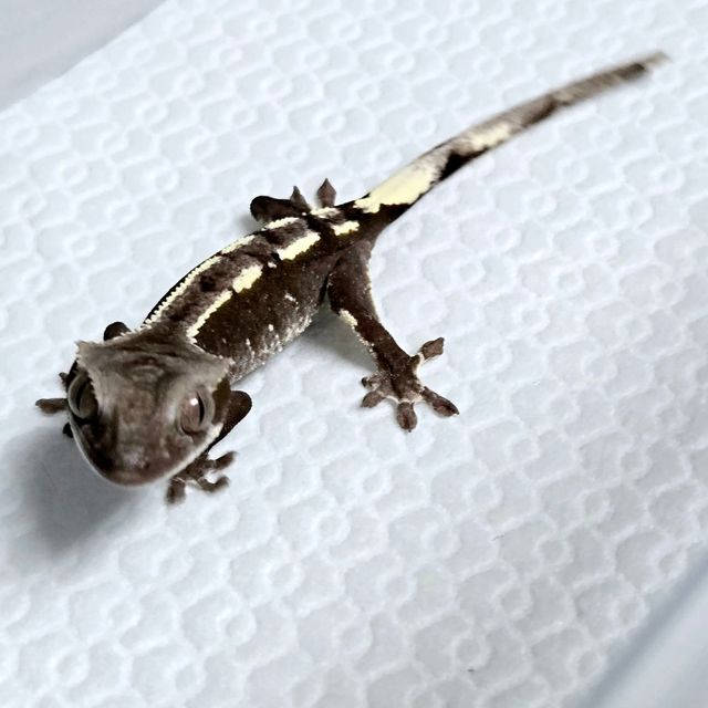아잔틱