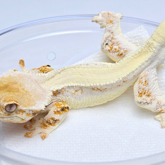 Lilly White