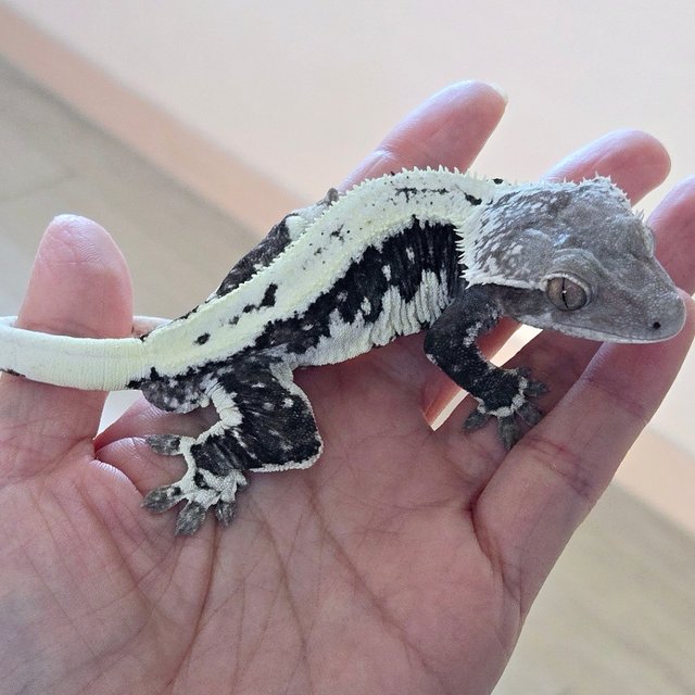 Lilly Axanthic