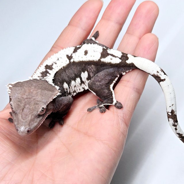 Axanthic