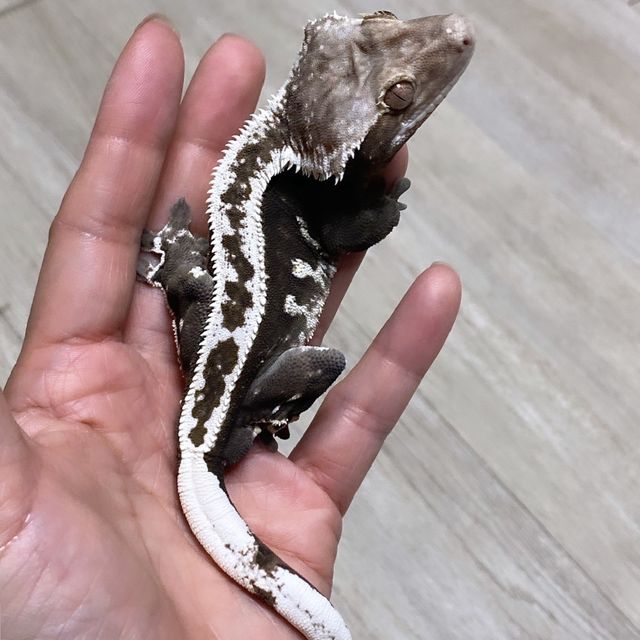아잔틱