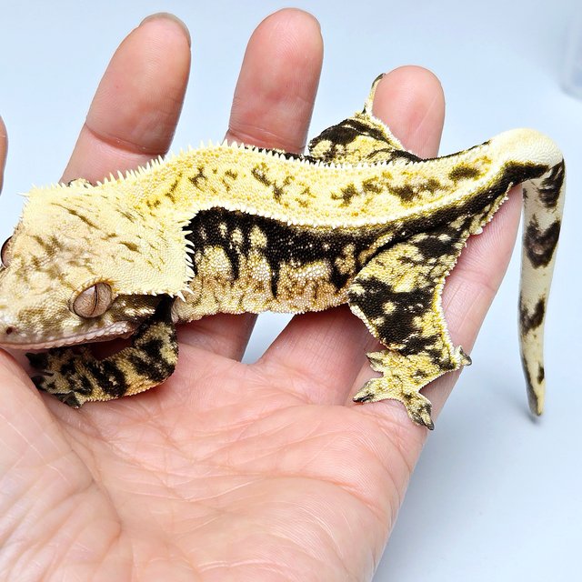 100% Het Axanthic