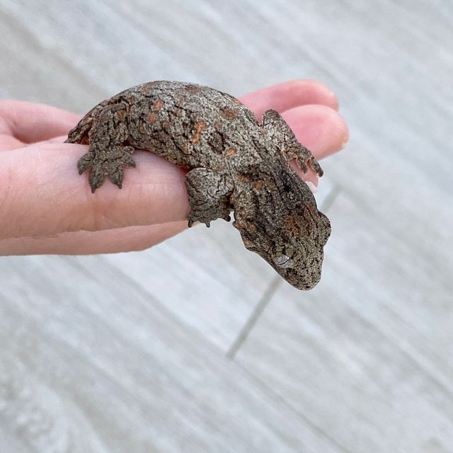 누아나