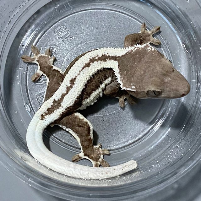 릴잔틱