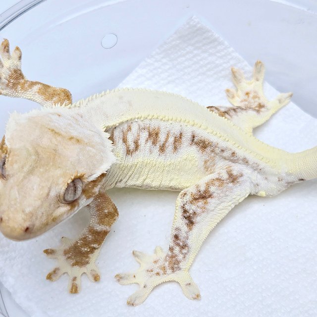 Lilly 100% Het Axanthic