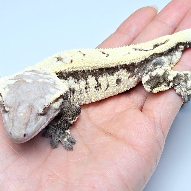 Sable 100% Het Axanthic