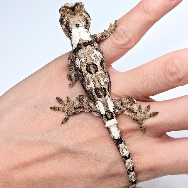 Pine Island White Collar