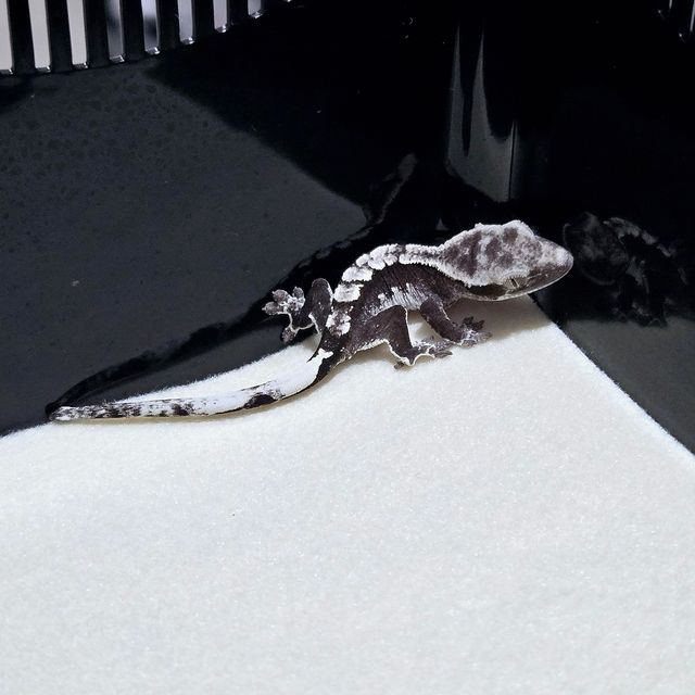 아잔틱