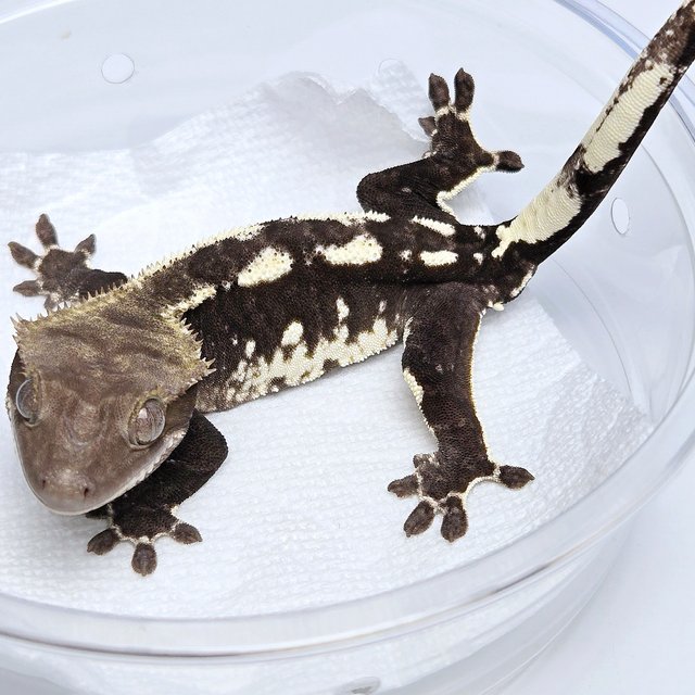 Axanthic