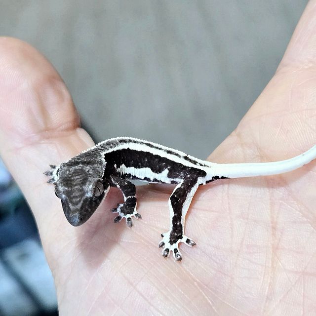 릴잔틱