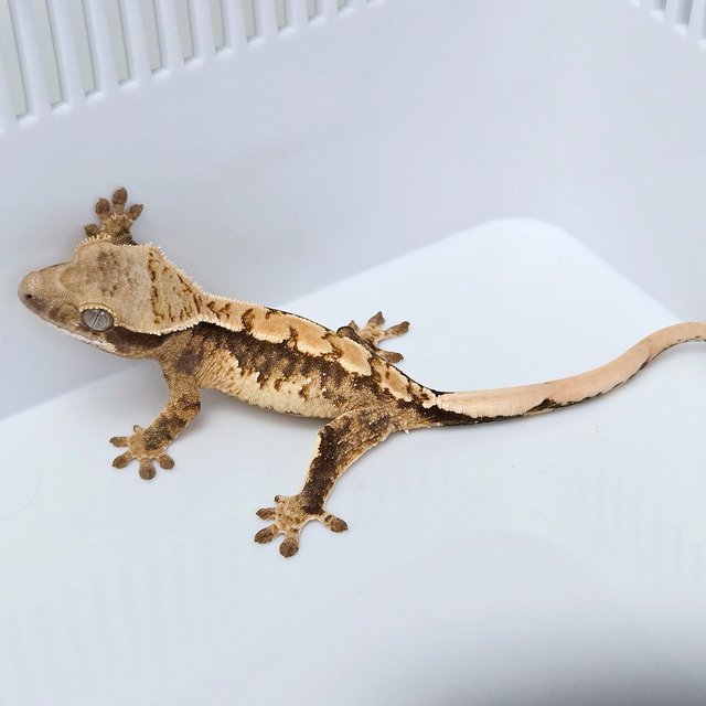 100% Het Axanthic