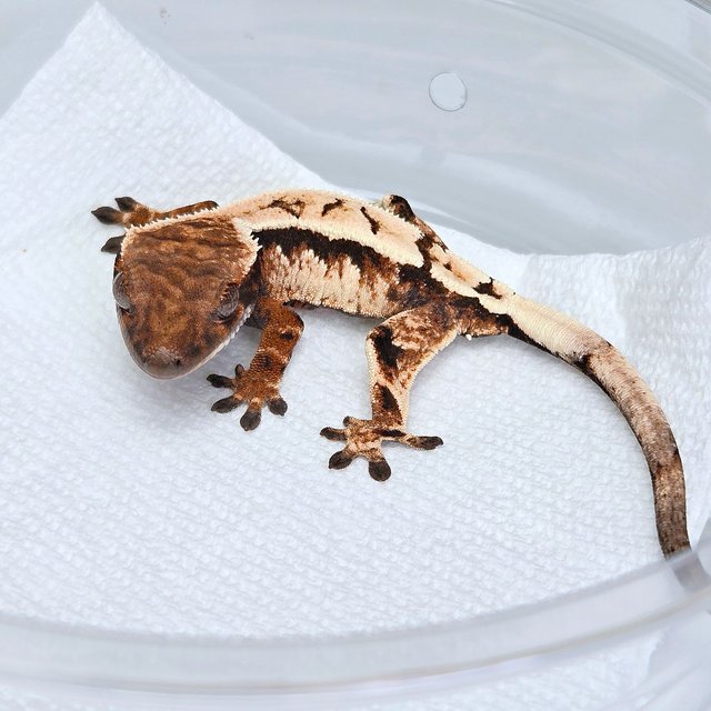 세이블 100%헷아잔틱