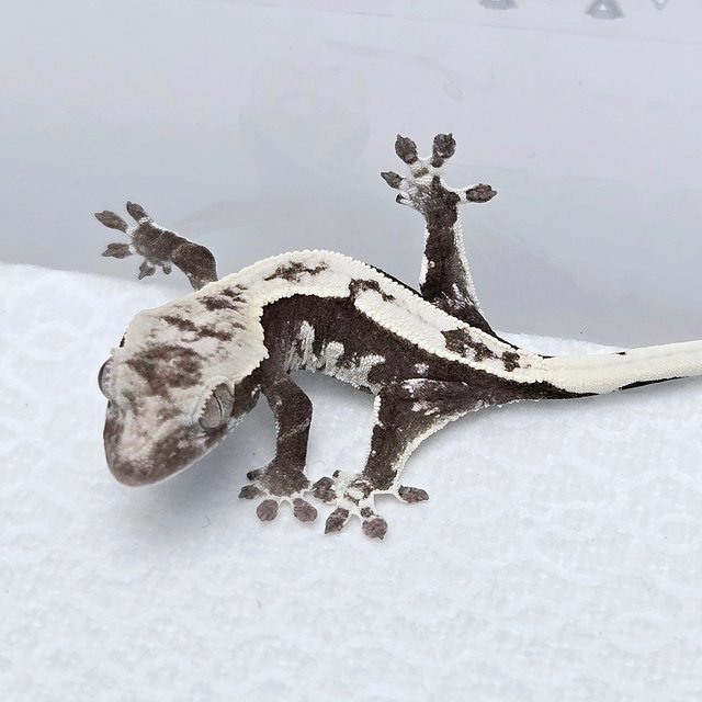Axanthic