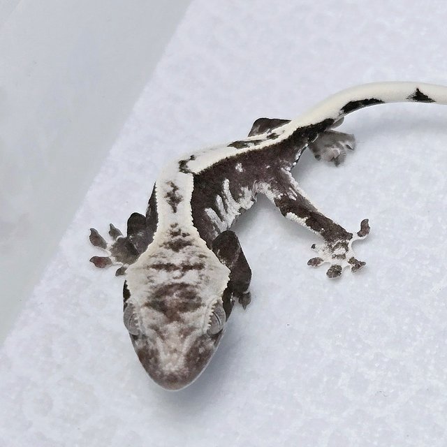 Axanthic