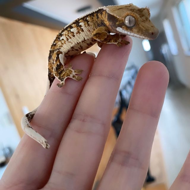 트라이