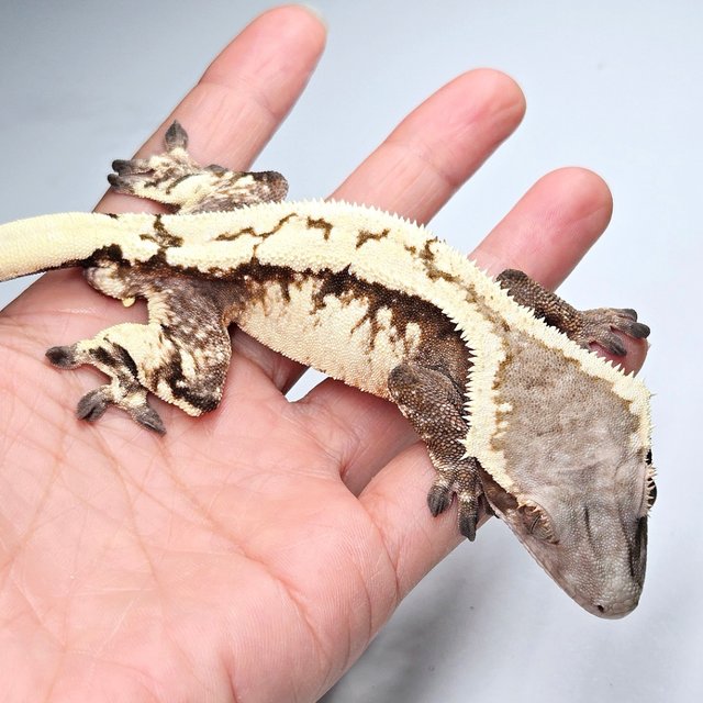 Sable 100% Het Axanthic