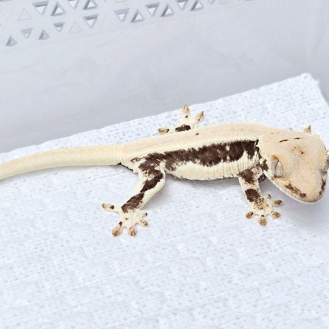 릴리100%헷아잔틱