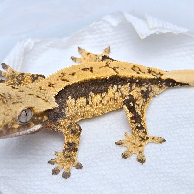 100% Het Axanthic