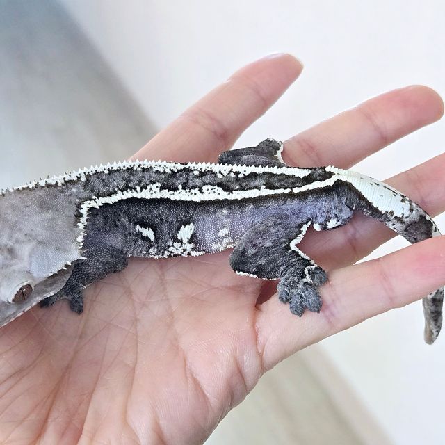 아잔틱