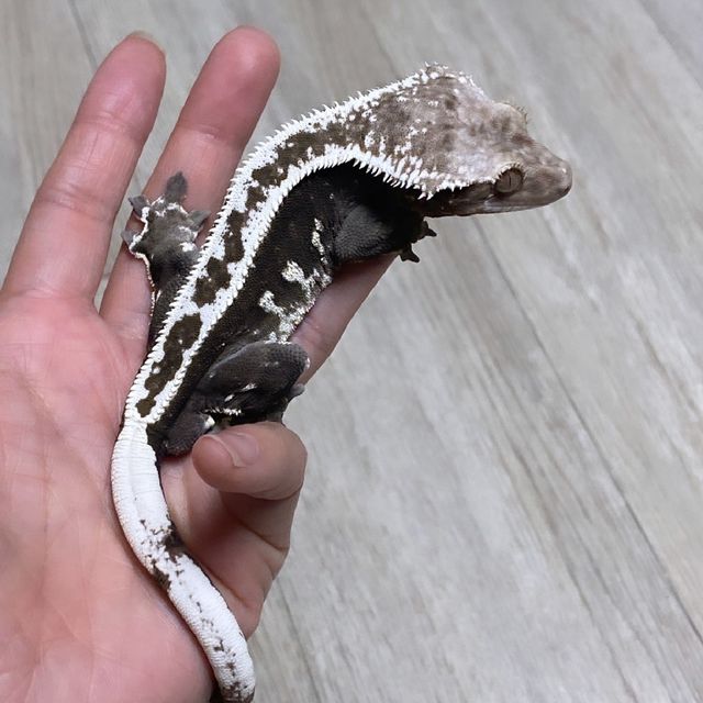 아잔틱
