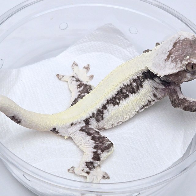 Lilly Axanthic
