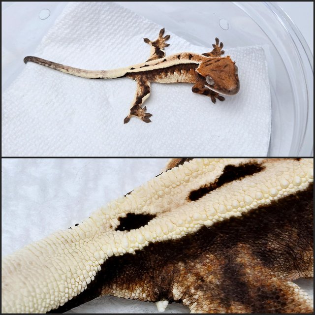 세이블 100%헷아잔틱