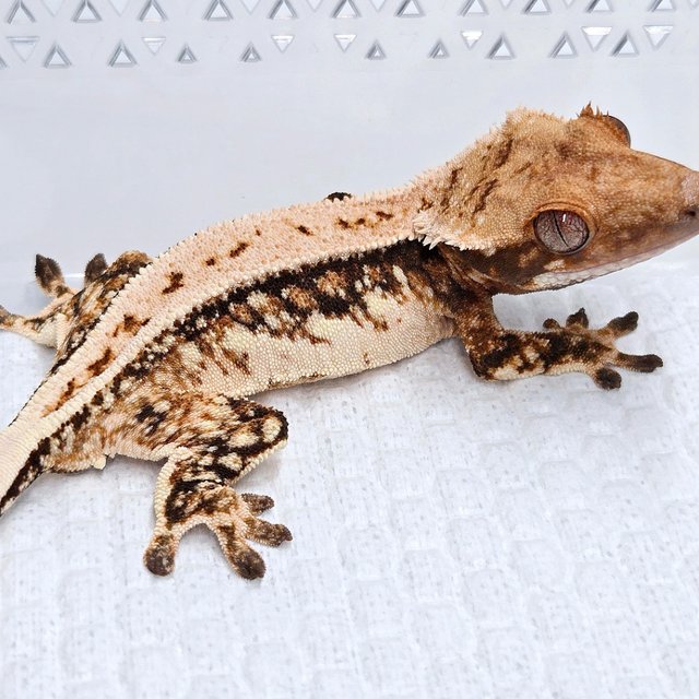 100% Het Axanthic