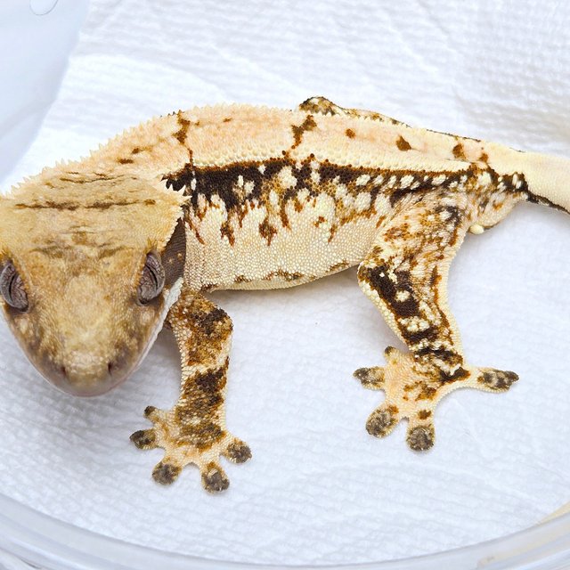 100% Het Axanthic