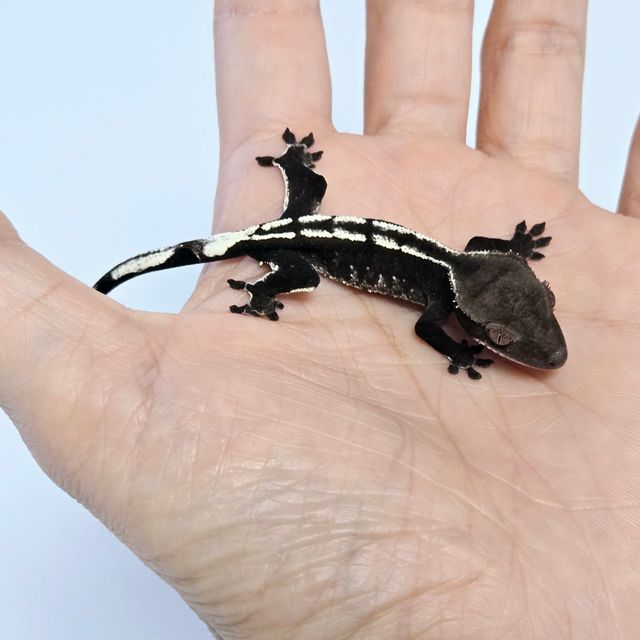 아잔틱