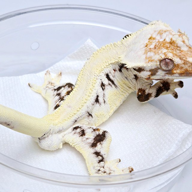 Lilly 100% Het Axanthic