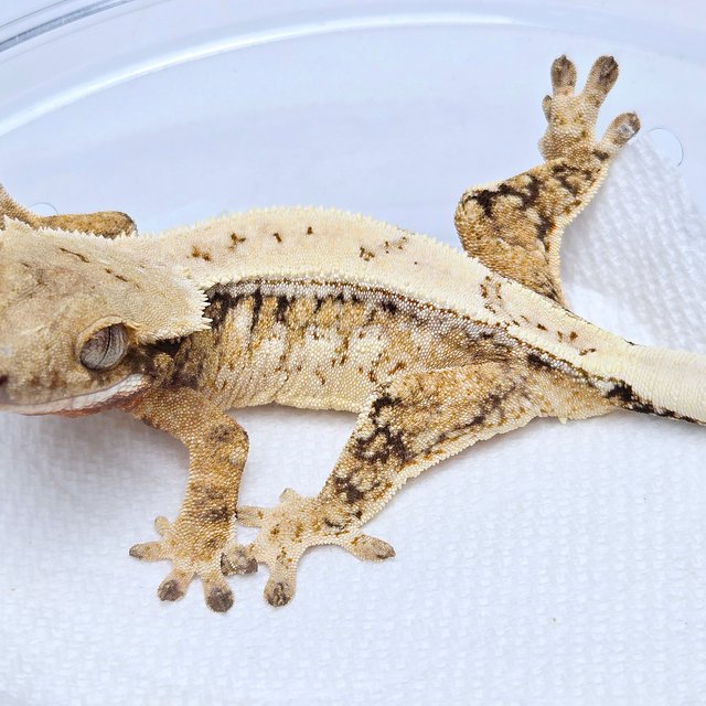 100% Het Axanthic