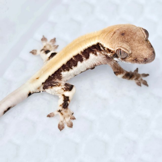 세이블 릴리100%헷아잔틱