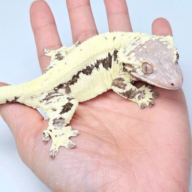 프라푸치노 100%헷아잔틱