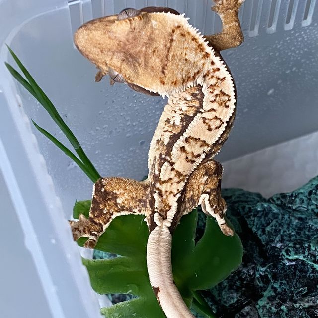 트라이