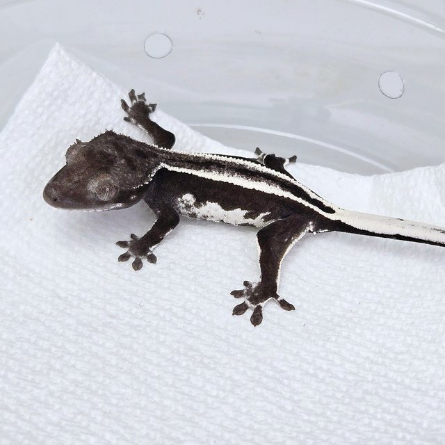 슈퍼스트라이프 아잔틱