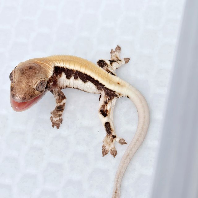 세이블 릴리100%헷아잔틱