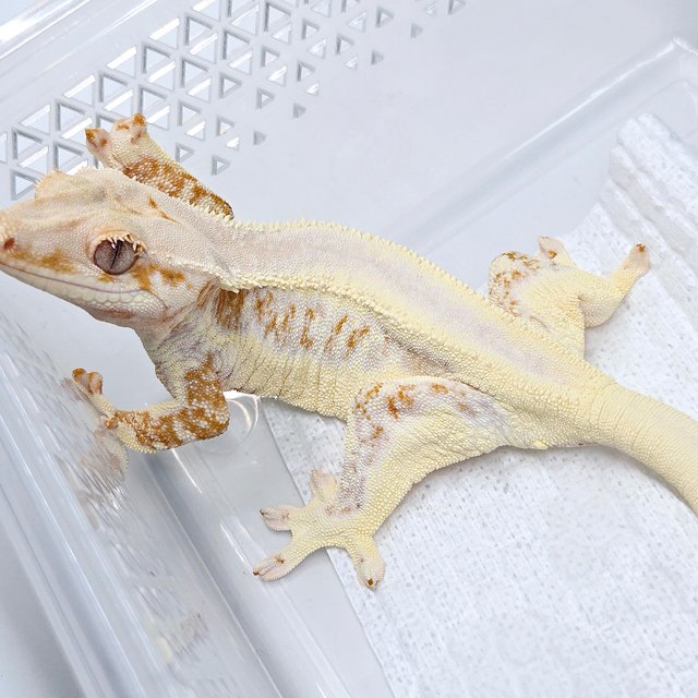 Lilly 100% Het Axanthic