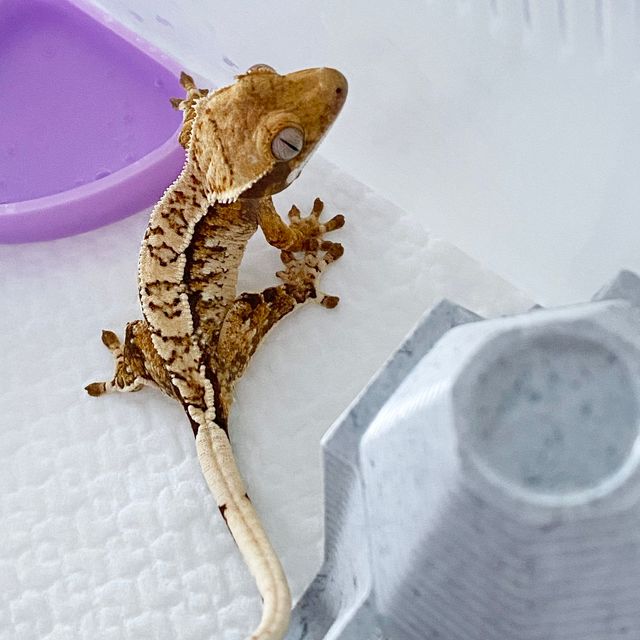 트라이