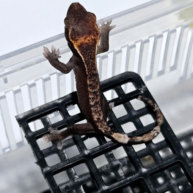 Pied 100% Het Axanthic