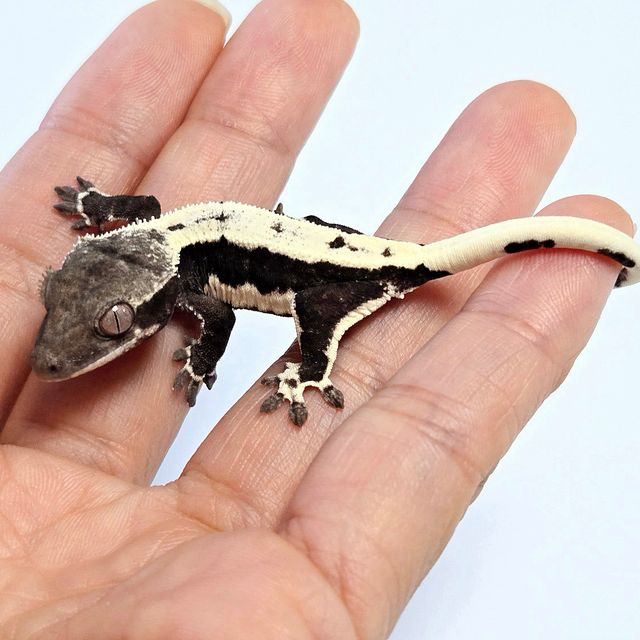 릴잔틱