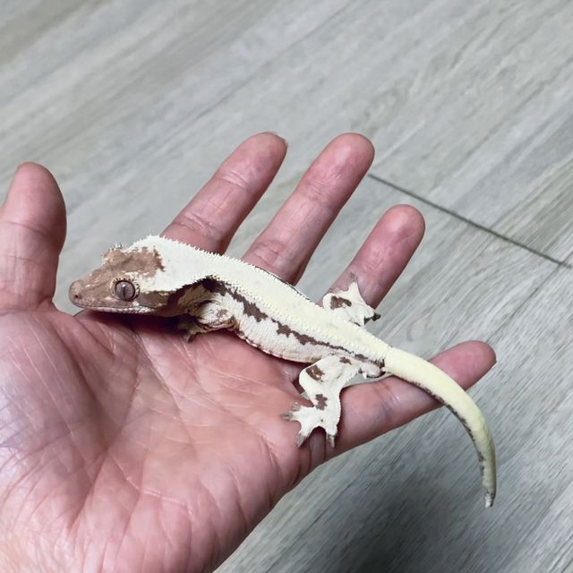 릴리 세이블