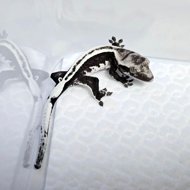 아잔틱