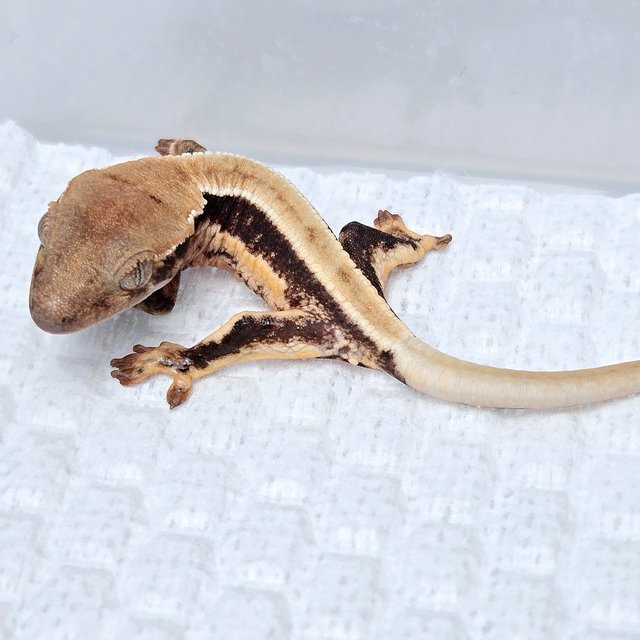 릴리100%헷아잔틱