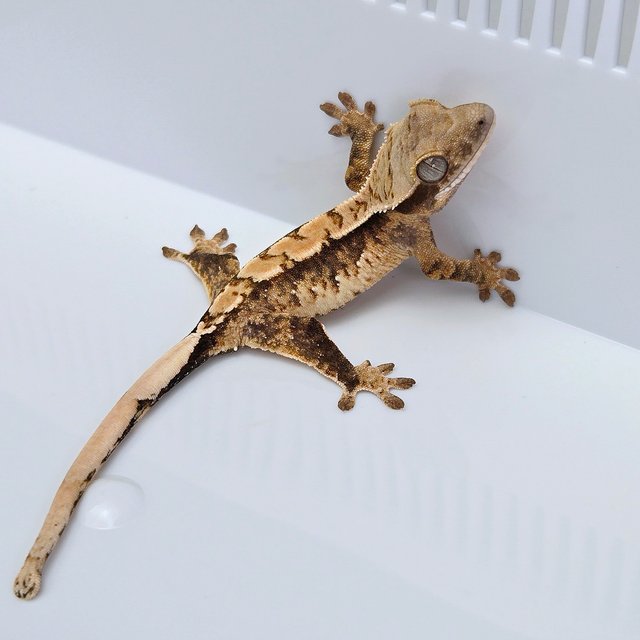100% Het Axanthic