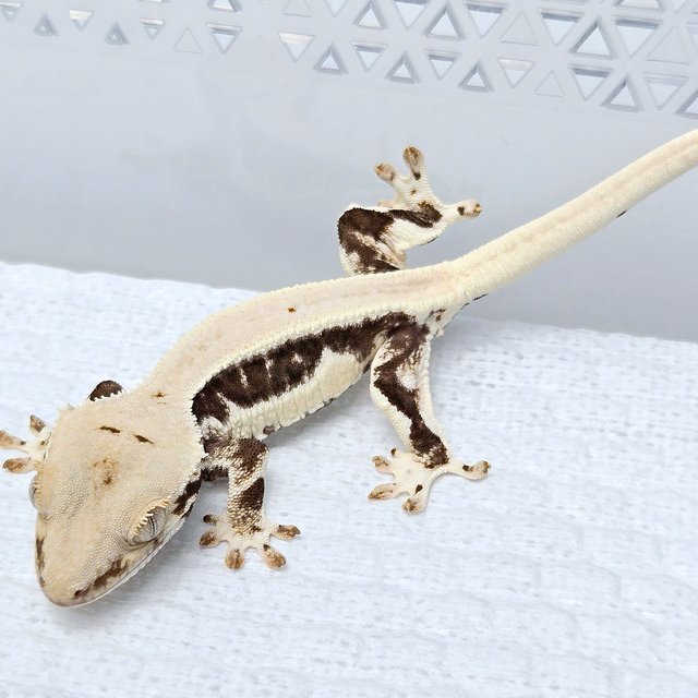 릴리100%헷아잔틱